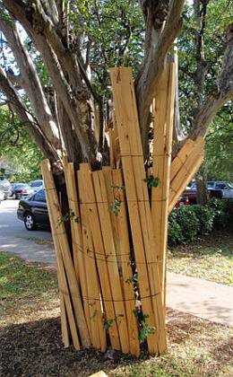Tree Protection in Austin, Tx